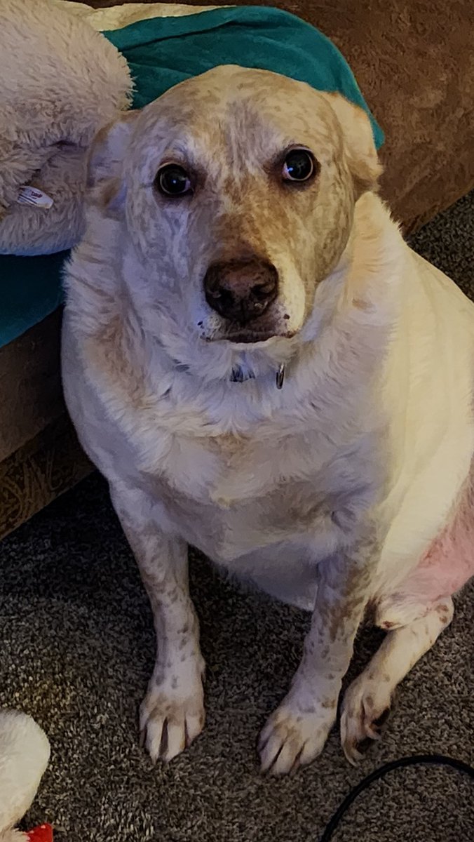 Kurt Ramirez 🇺🇸🇲🇽🇩🇪 tweet media