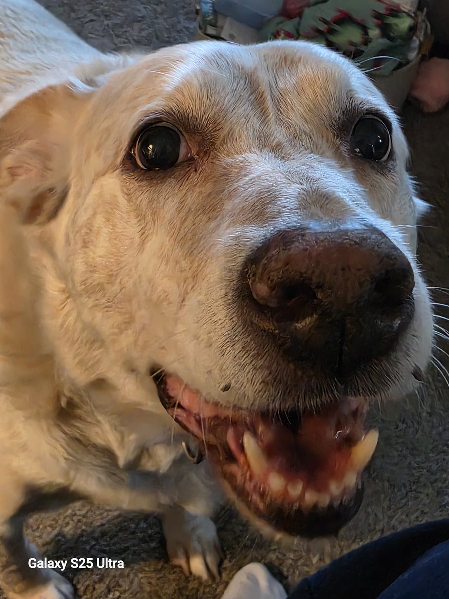 Kurt Ramirez 🇺🇸🇲🇽🇩🇪 tweet media