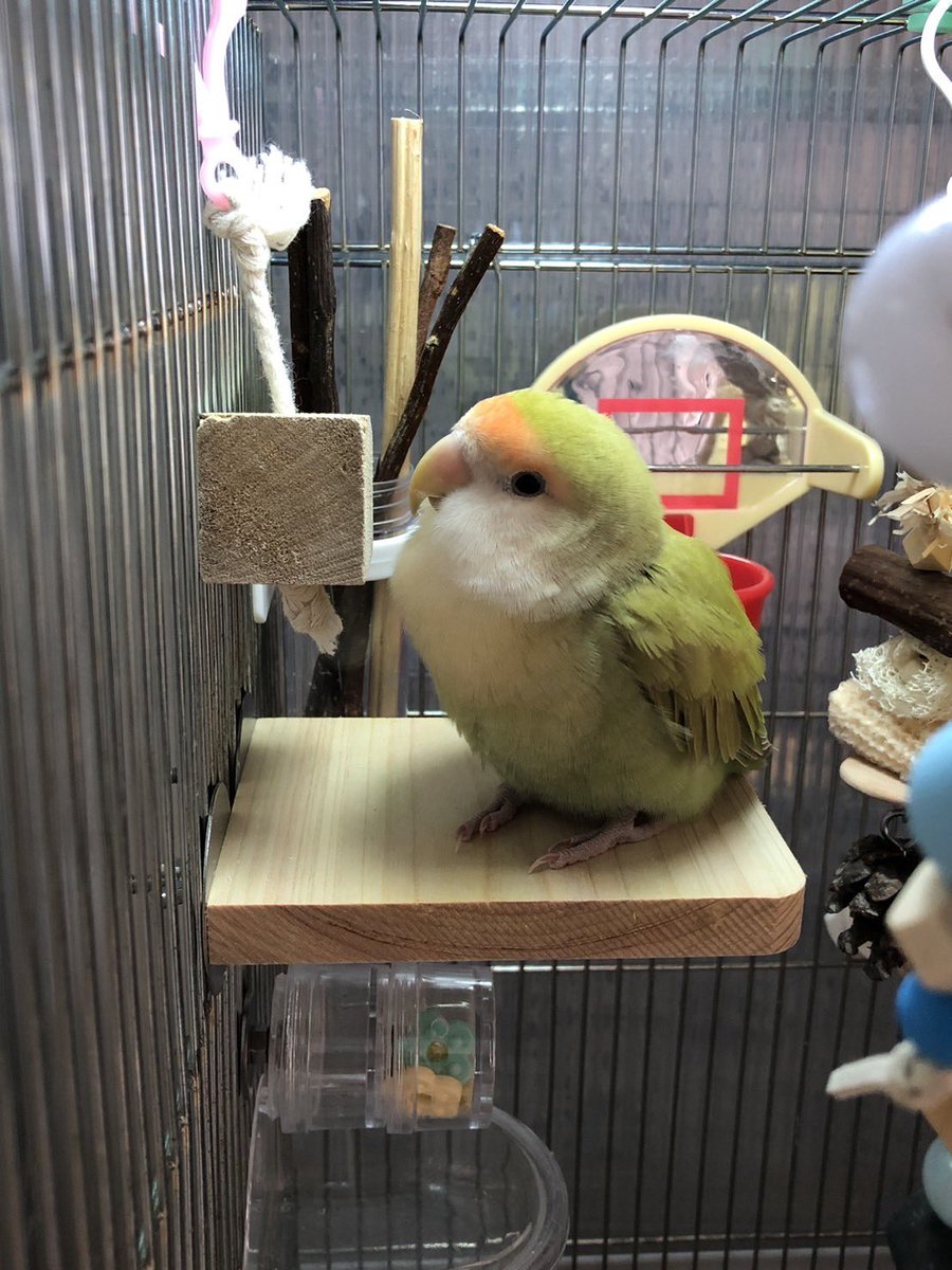 コザクラインコ