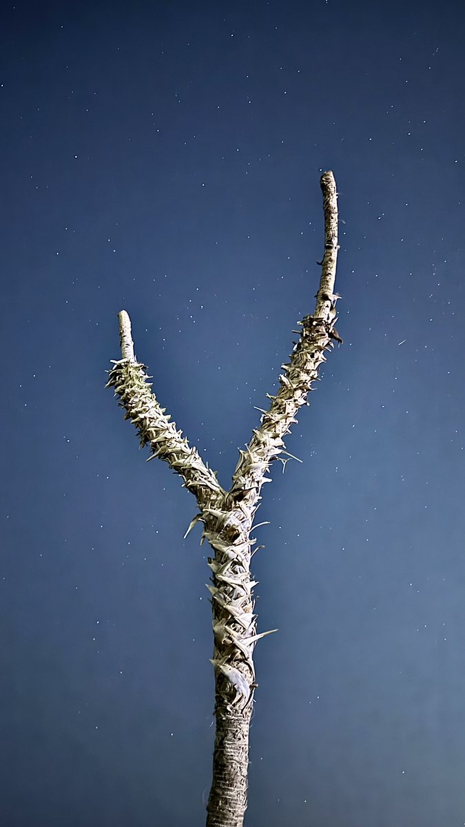 kn_11g's tweet image. منظر النجوم في غياب القمر 🤍