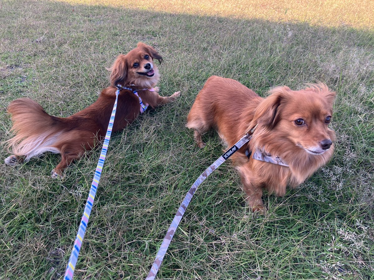 おはようございます

今日は
ペットたちに感謝する日
だそうです

いつも“あの子たちが待ってる”
と思うと、色々あっても
がんばれるし
ホントありがたい存在です

話は変わりますが
昨日、2万2千歩以上歩いて
足の裏にマメ？ができたの…
痛い…

今日も出かける予定があるのに