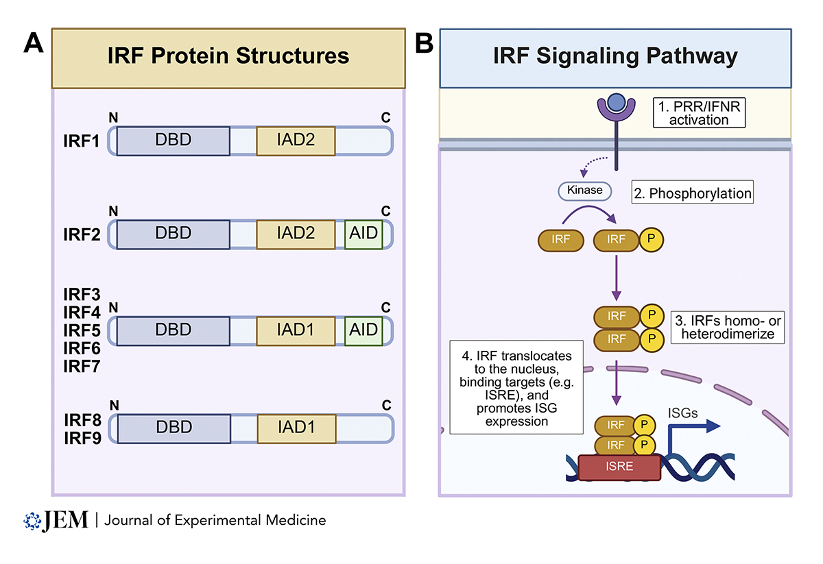 JExpMed's tweet image. Stojcic, Yousefi, Biggs, and Turvey @turveylab @UBC review the biology and clinical features of inborn errors of IRFs, a group of monogenic disorders affecting the IRF family of transcription factors. hubs.la/Q03VrjjF0

#Immunodeficiency #HumanDiseaseGenetics