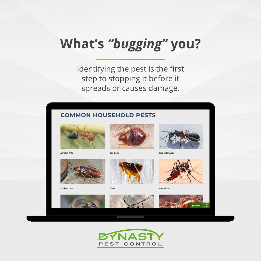 DynastyPest's tweet image. With our free Pest Library, you can quickly learn about common Dallas pests, their habits, risks, and the best ways to get rid of them.

Visit Dynasty Pest Control’s Pest Library today!
dynastypest.com/pest-library/

#FriscoTX #pestcontrolservices