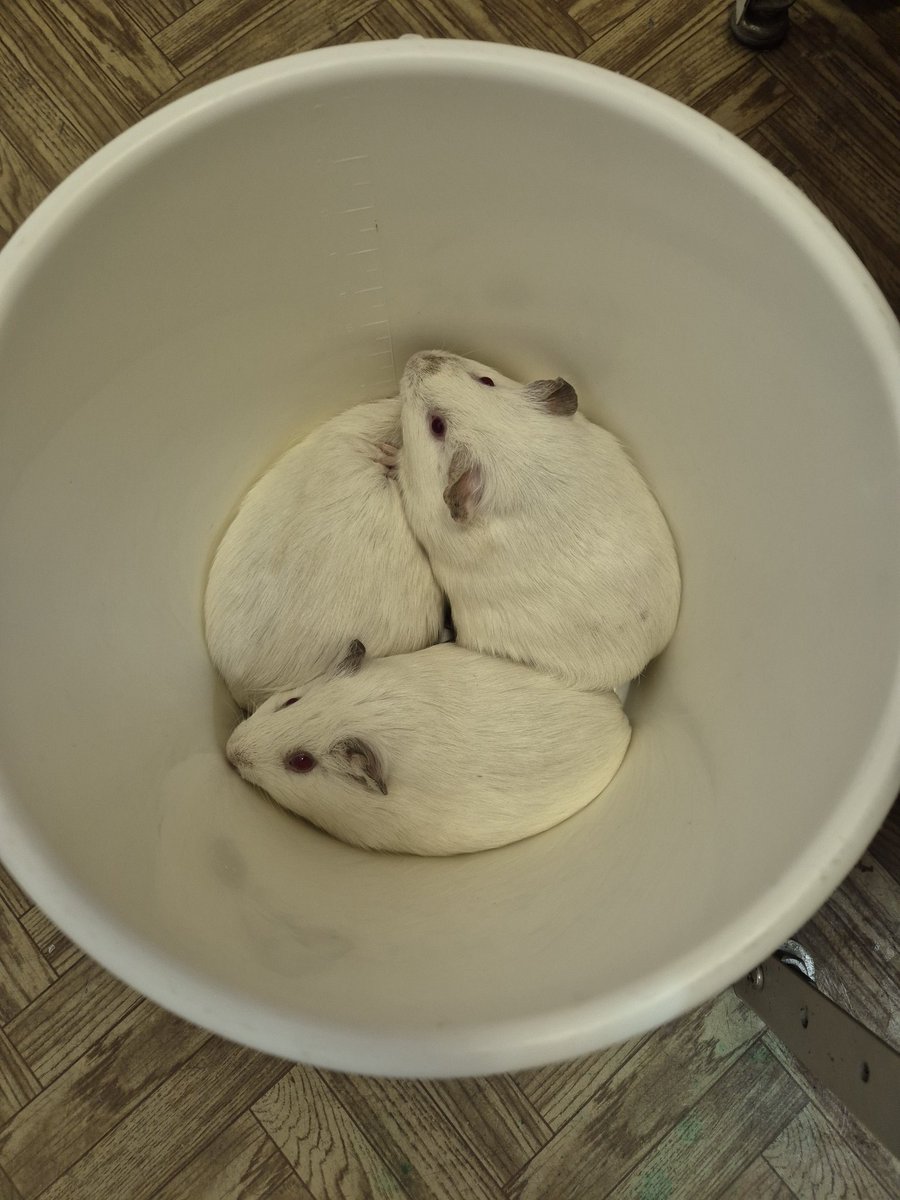 Ваш стандартный баскет 
Насладитесь нашими нежнейшими свинками