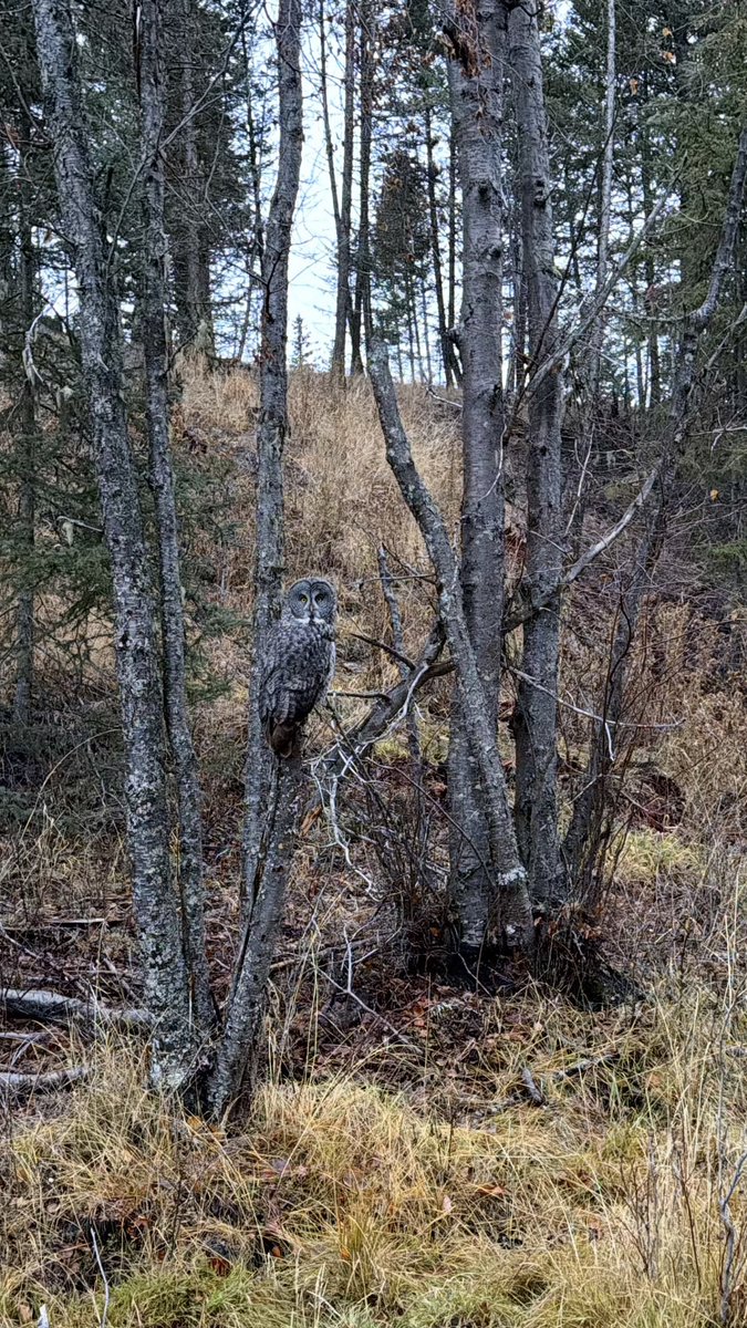 BULDUUUUK. 
LAPON BAYKUŞUUUUU
25 seneden fazladır görmeyi beklediğim kuş 😍 Bu kuzey ormanlarının hayalet gibi gezinen baykuşuyla yaşadığım çok özel karşılaşma anını pazar günü paylaşacağım. Bekleyin. 😭😇