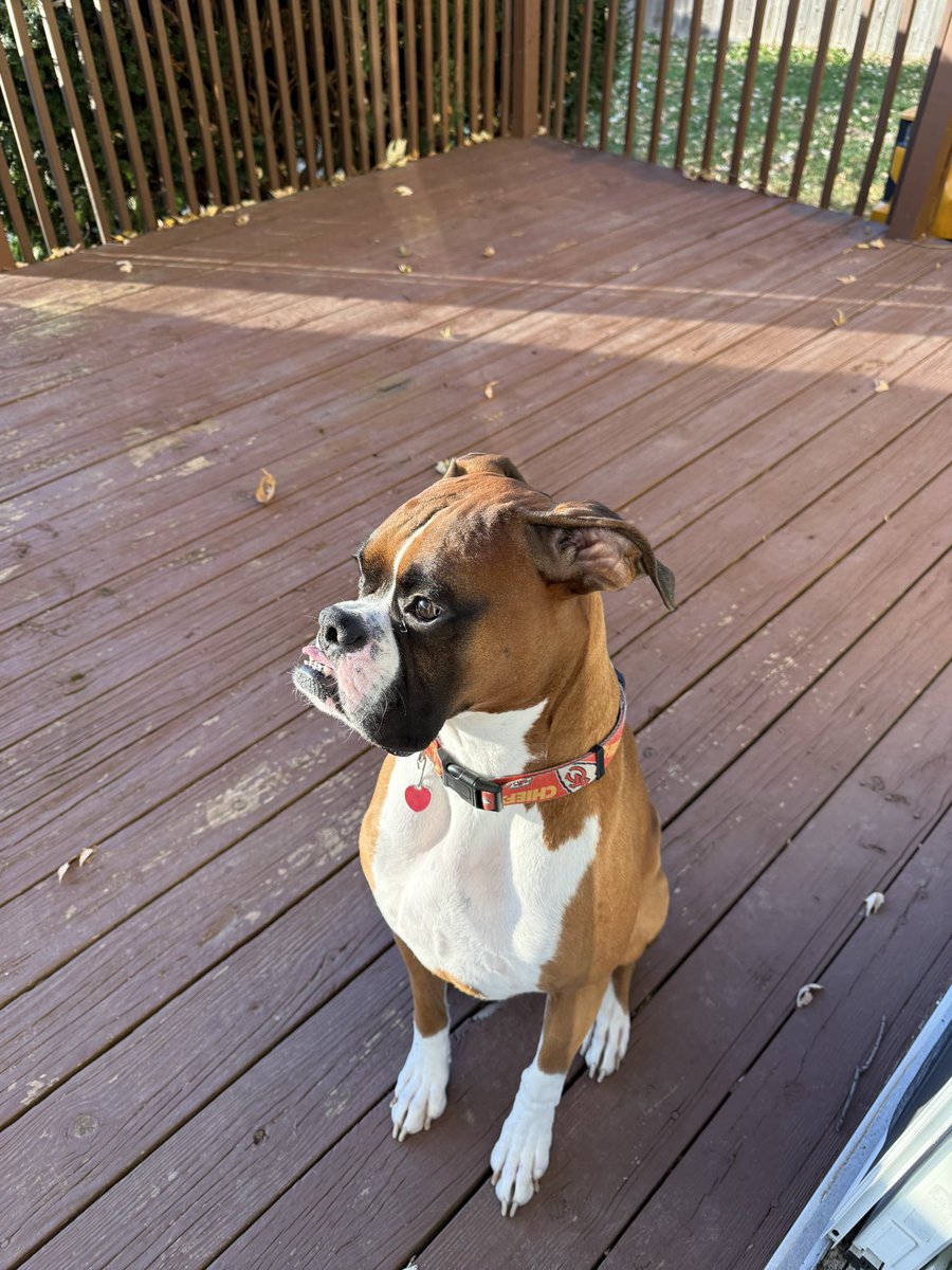 Still no presents. Still no squirrel. Starting to take it personal. 😤