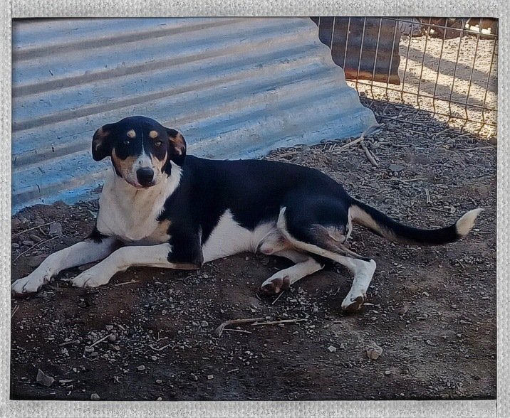 Pasan los días ya ha cumplido su primer año nadie se fija en Gastón, es muy cariñoso, le encanta jugar y es muy sociable con perros, con personas, ideal con niños...un buen compañero para cualquier familia. 
Si quieres saber más cositas envía wuasap ☎️ 693219050❤️