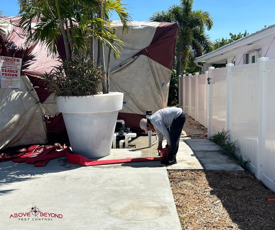abpestcontrol's tweet image. Get your pests under control with the help of our team. 

🪰Book with us at: abpestcontrol.com🪰

#abpestcontrol #aboveandbeyond #pests #insects #termites #fumigation #bugs #fl #lakeworth