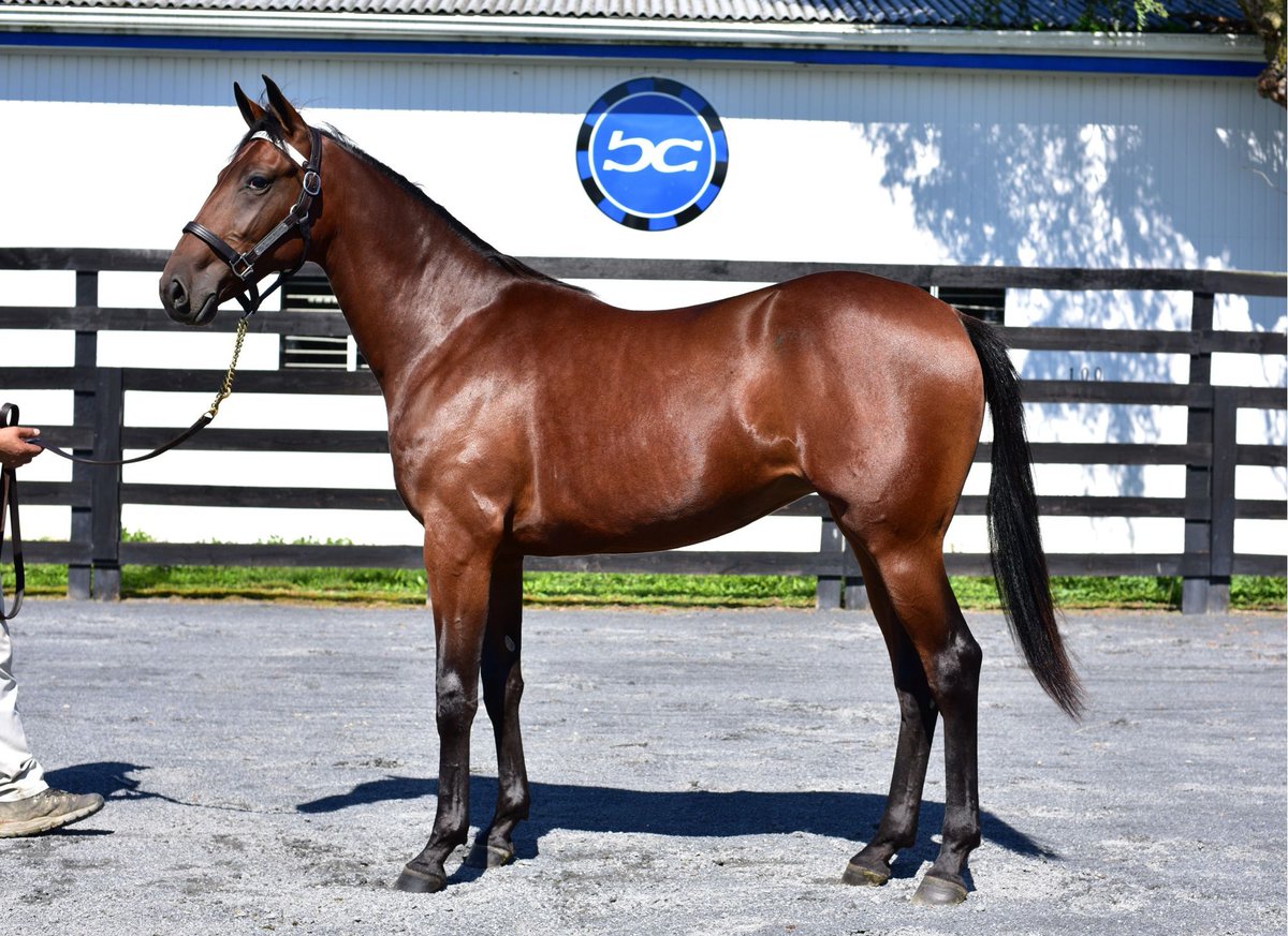 Blue Chip-bred, raised, and sold, Witching Blue Chip, wins by 2 full seconds at Northfield and leaves the rest of the field in the dust!