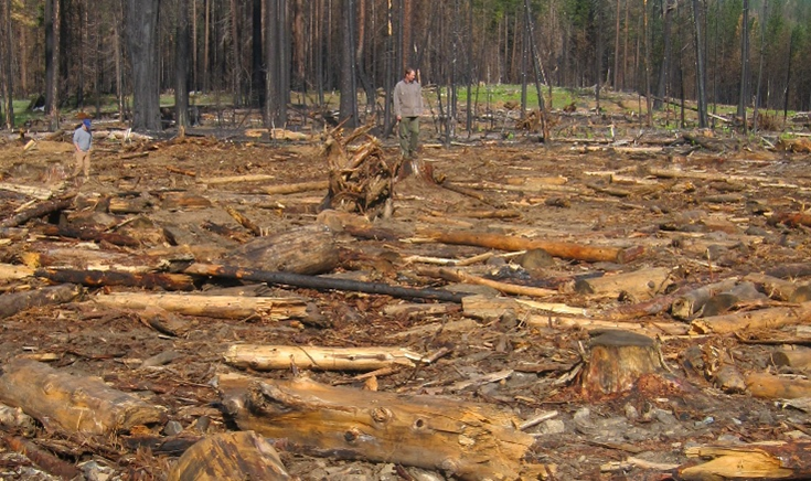 PNASNews's tweet image. Opinion piece: Removing #DeadTrees will not save us from fast-moving #wildfires. In PNAS Front Matter: ow.ly/UJb550XuOr5

 #logging #ClimateChange #ForestFire