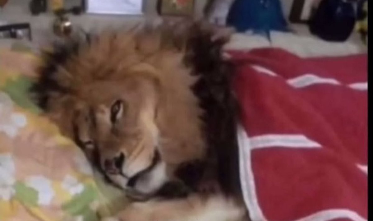 itstotadiary's tweet image. في الإجازة بختم المنهج مرتين ، أنا بالإجازة: