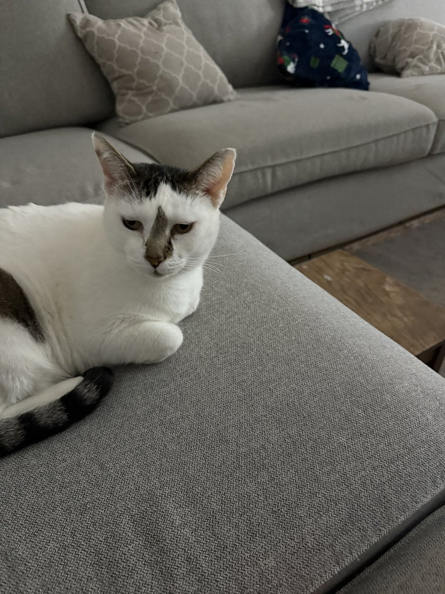 suey307's tweet image. This cat was found at our previous urbanisation, we heard the owners dumped her when they went back to the Uk. We started feeding her in the road, it took ages for her to gain our trust, she now comes in the house, sleeps on us. She really is so adorable we named her #sweetheart.