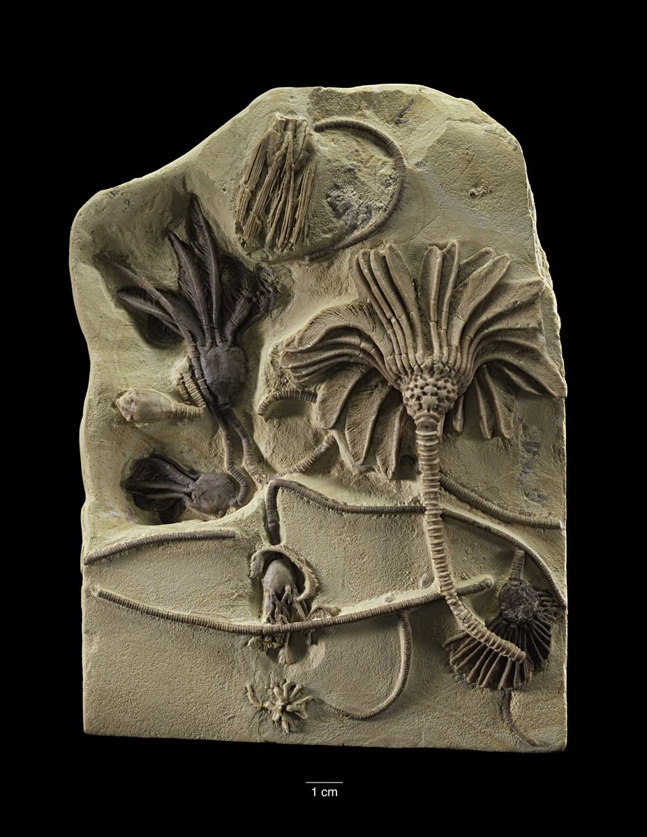 Marine fossils found in what is now Iowa might seem surprising, but when these creatures lived 358.86 to 323.4 million years ago, nearly all of what is now the Northern Hemisphere was underwater. 

This specimen shows a number of crinoids, which are related to starfish, sea