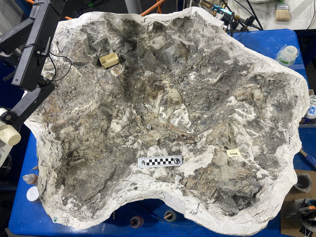 NotThatMarsh's tweet image. After a few weeks of prep by @evolutionwandrs, individual bones are being isolated! Here is a premaxilla and maxilla. #fossilfriday #TriassicPark