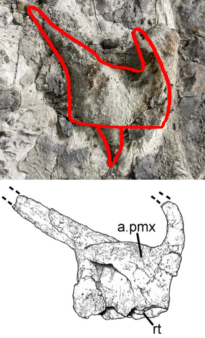NotThatMarsh's tweet image. After a few weeks of prep by @evolutionwandrs, individual bones are being isolated! Here is a premaxilla and maxilla. #fossilfriday #TriassicPark