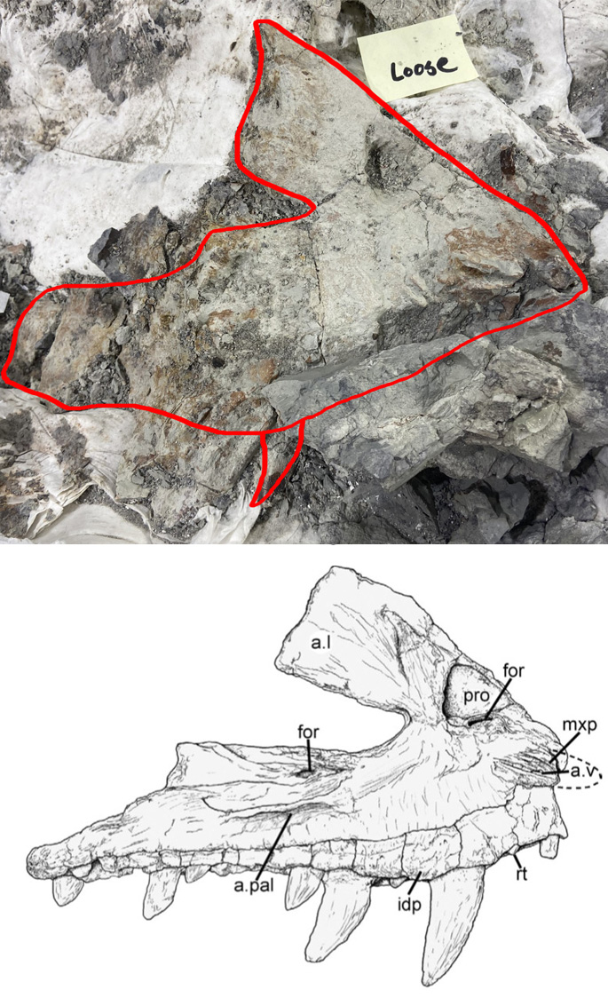 NotThatMarsh's tweet image. After a few weeks of prep by @evolutionwandrs, individual bones are being isolated! Here is a premaxilla and maxilla. #fossilfriday #TriassicPark