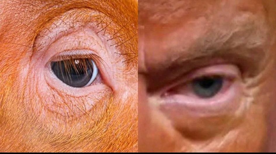 ChristText's tweet image. The eye on the left is a pig, the eye on the right is Trump&apos;s