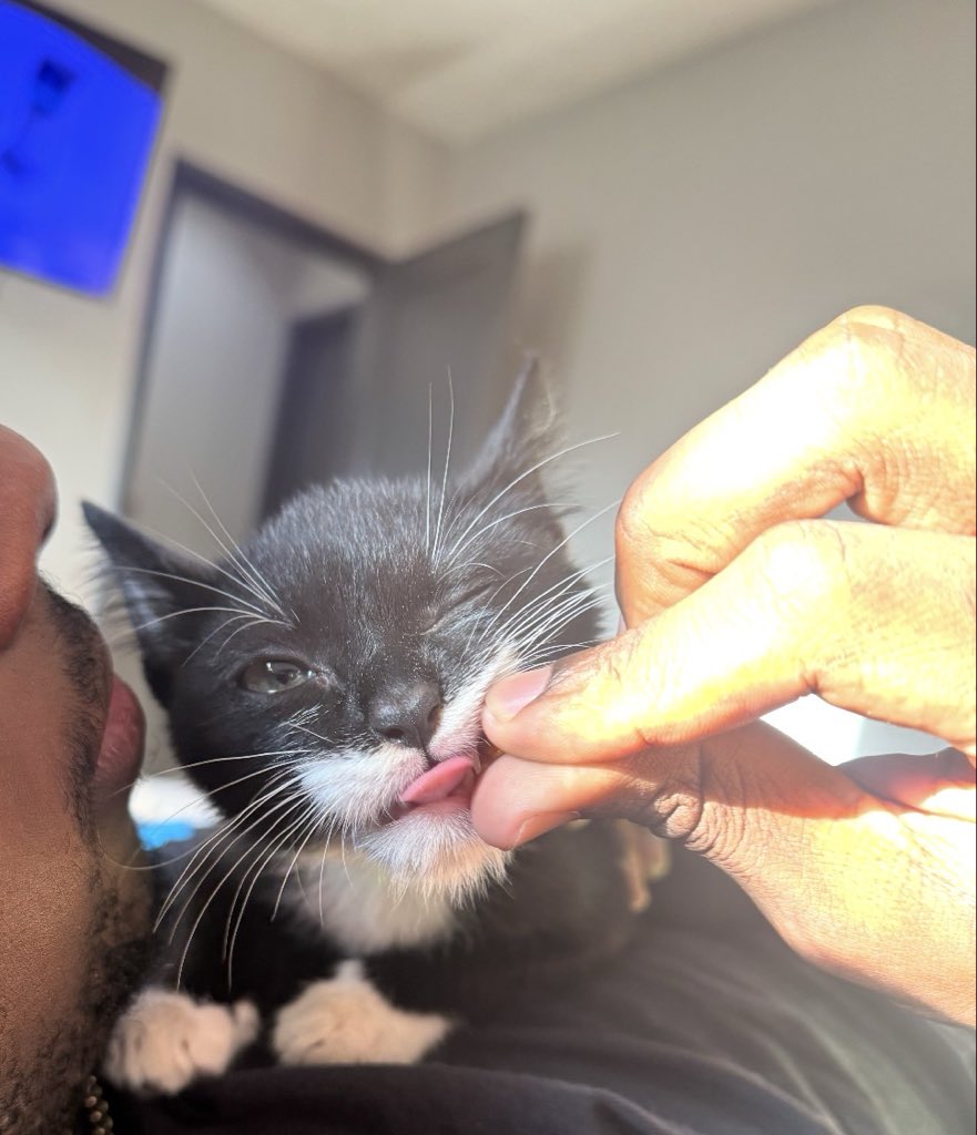 itsJ3ffwall's tweet photo. Enjoying the day featuring my cat https://t.co/zxRpCJ7kPG