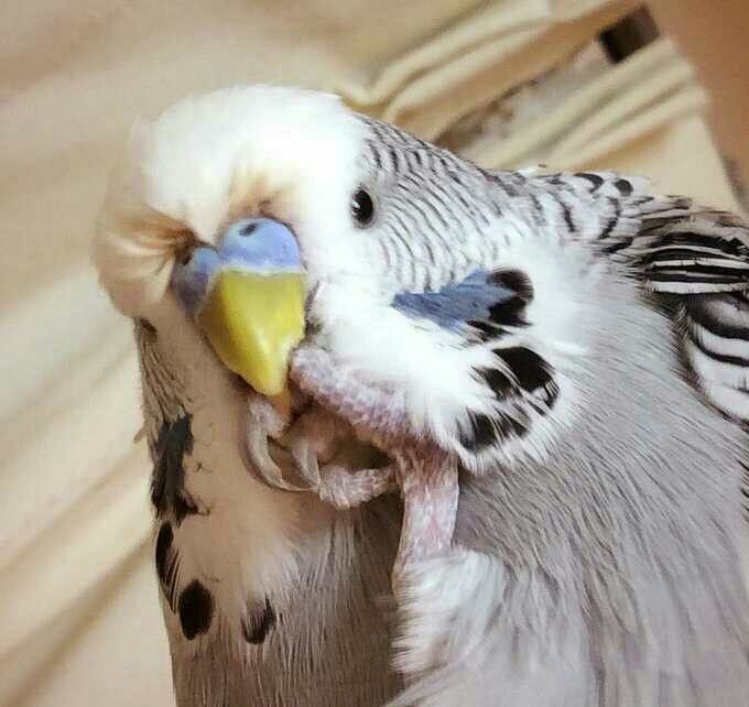 İşin içinde bir kahbelik olabilir