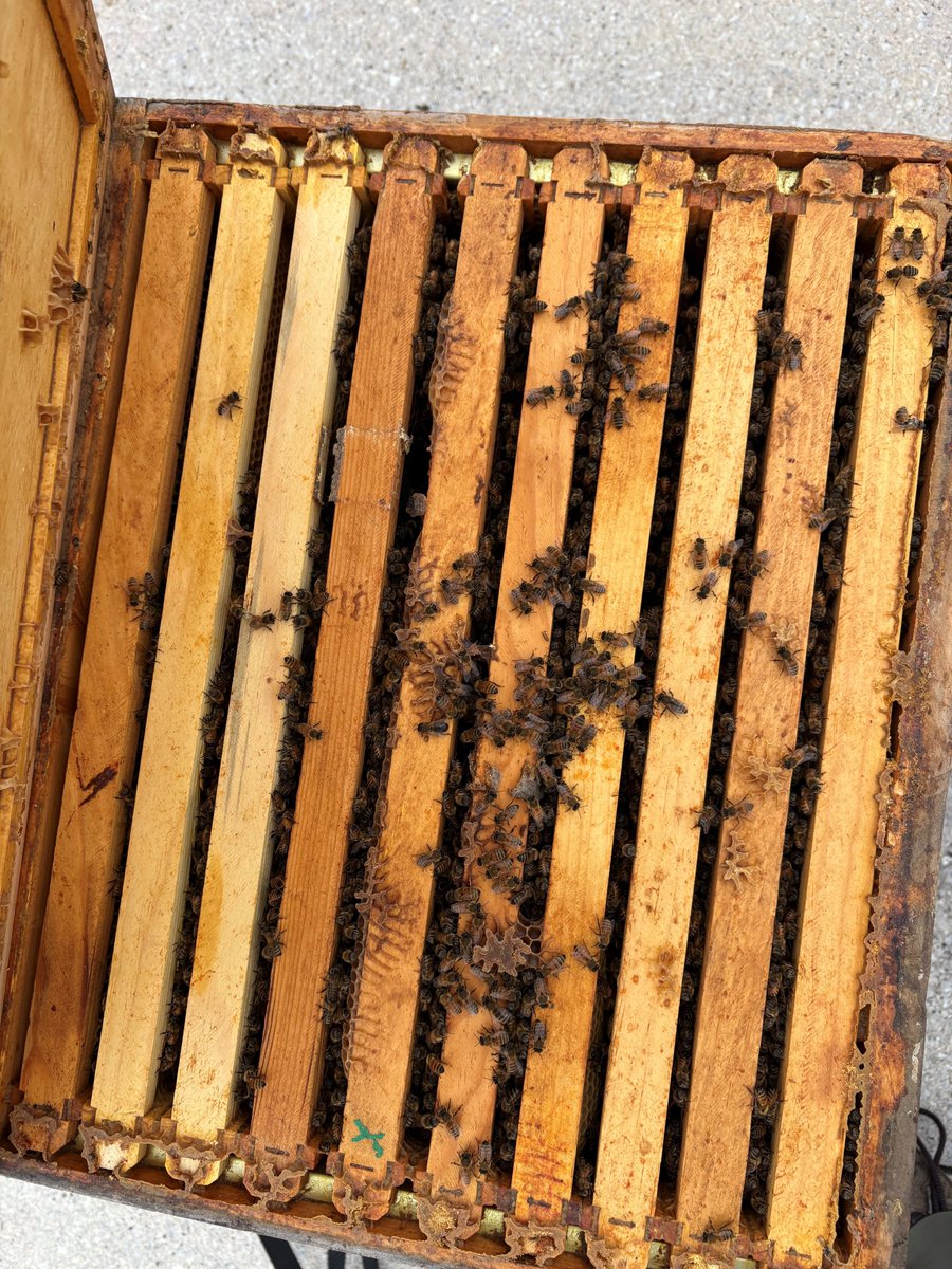 CanEmbUSA's tweet image. Bee update! 🐝 Our new queen has been accepted and is getting prepared for winter on the Embassy’s roof. Our beekeeper added some insulation to keep the bees cozy as they hunker down for the season. ❄️