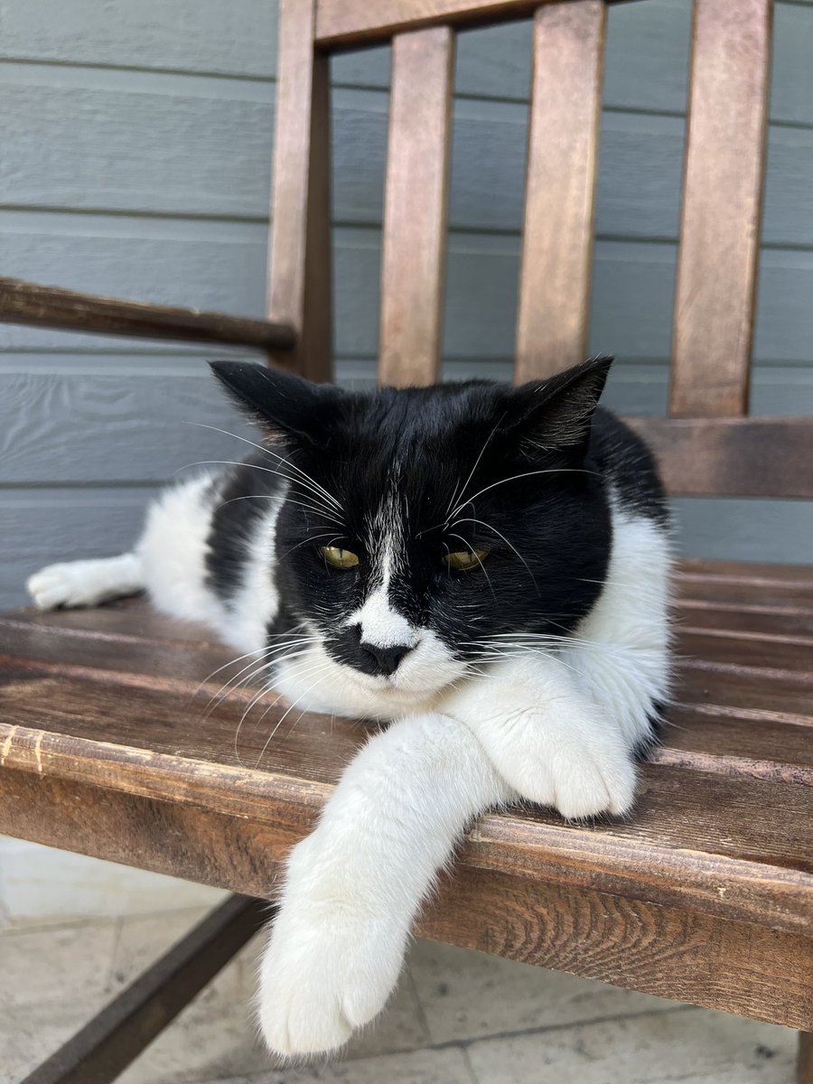 BBL_esports's tweet image. Ofisimizin can yoldaşı Afife’yi kaybettik. 

Seni asla unutmayacağız 🤍