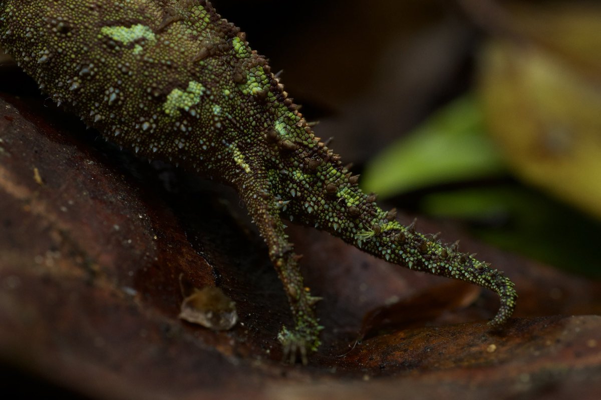 WildHerping tweet media