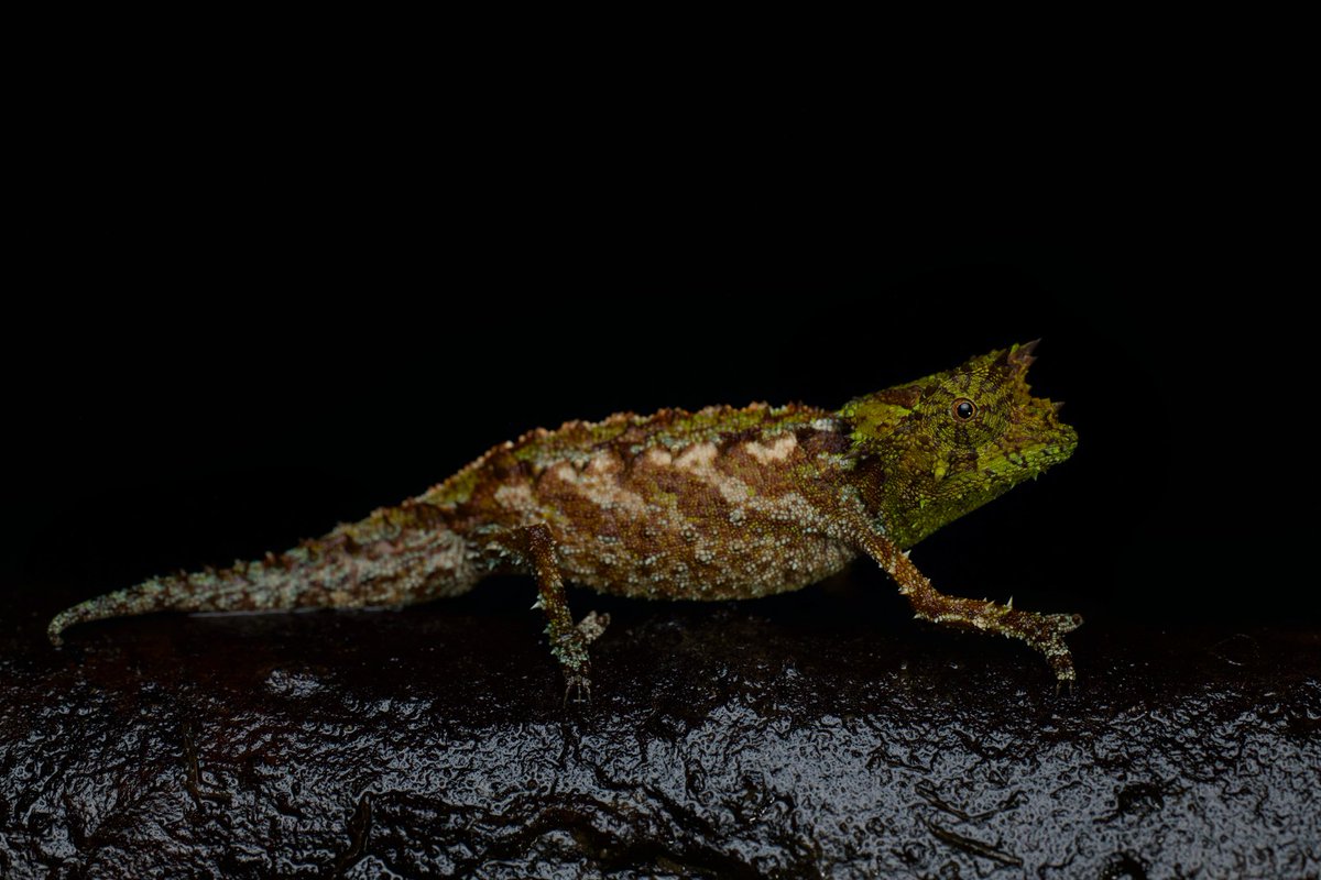 WildHerping tweet media