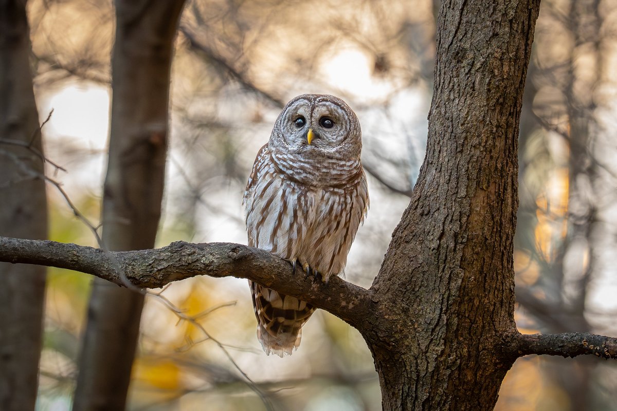 Barred owl at sunset.

(Earlier this month in Central Park, New York)

#birdcpp #nature #wildlife