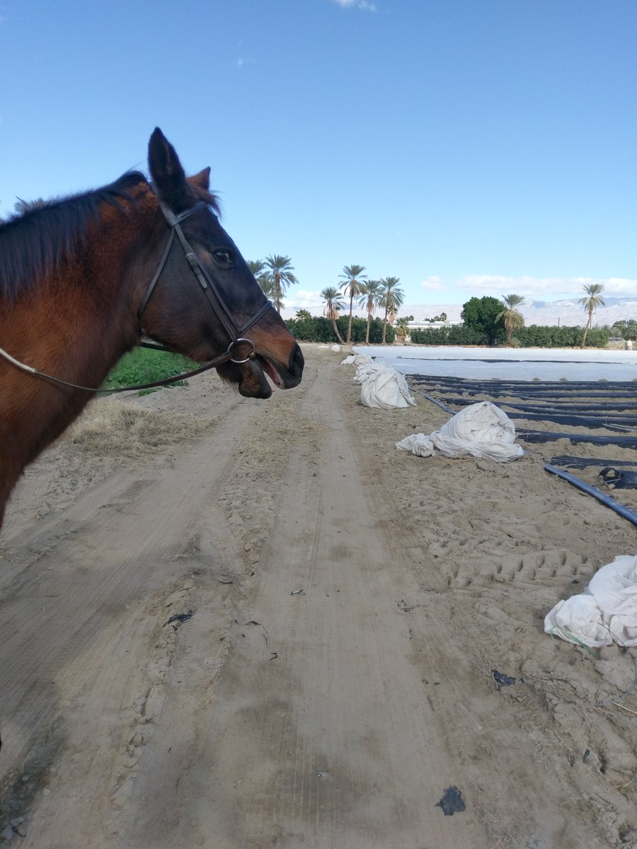 GloriousAllianc's tweet image. Hackleton and I have very similar organizational demands. I got upset when the grow field covers were not folded neatly...