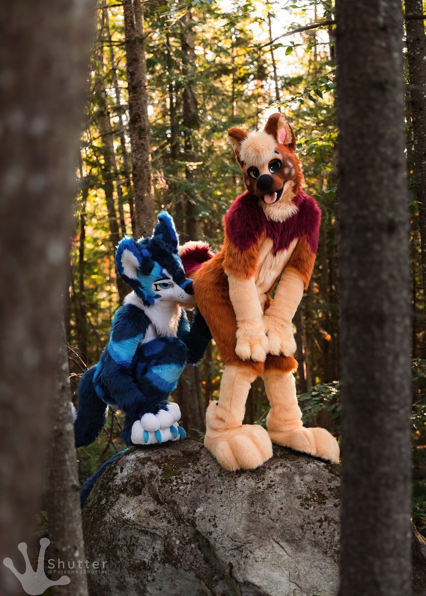 skeelshusky's tweet image. Huskies are always up to no good 

#FursuitFriday 
📸 @PoisonedShutter