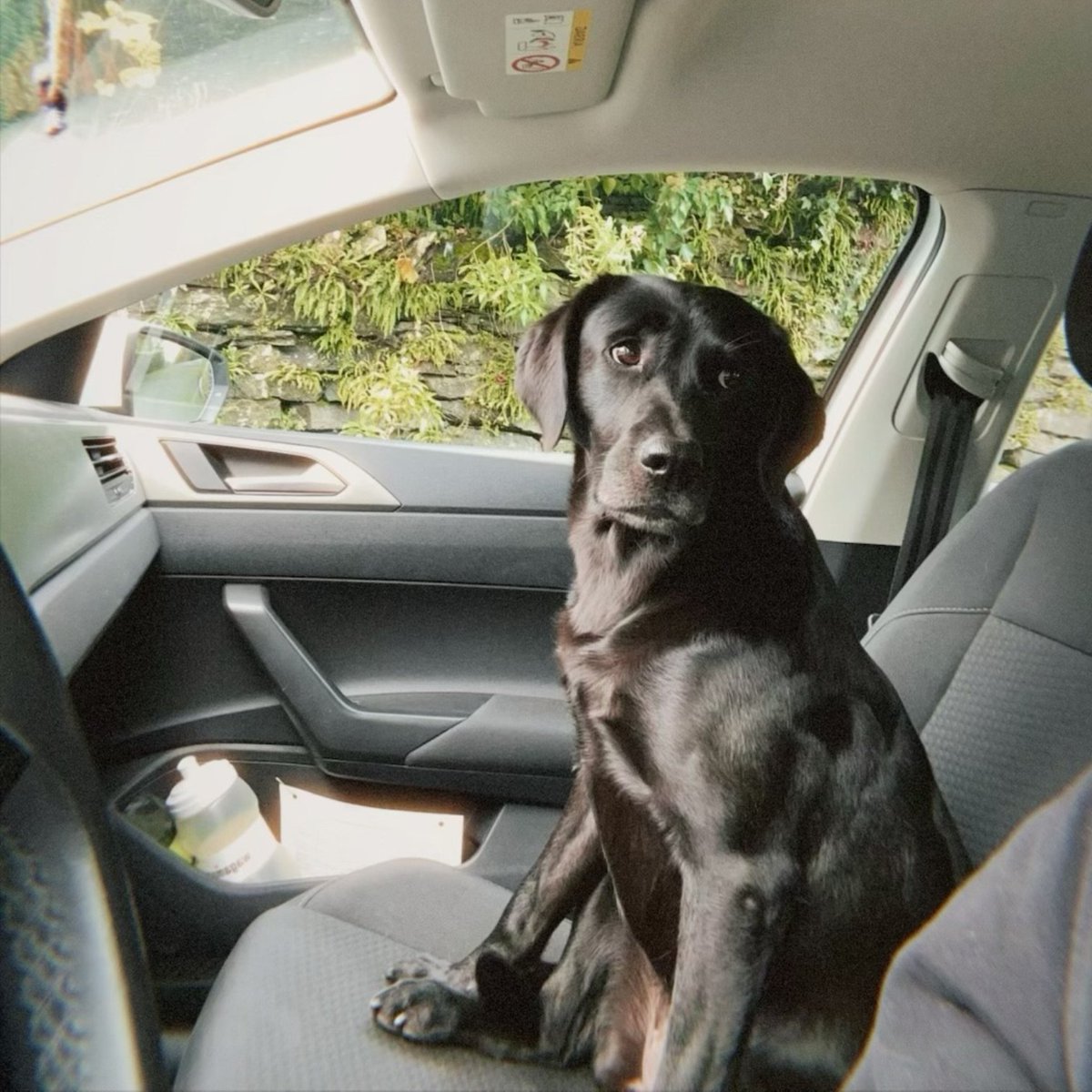 millypod1's tweet photo. 🆘20 NOV 2025 #Lost Darcy #ScanMe
Labrador Retriever Female
Windlestone Grange Farm #Ferryhill #Rushyford
#BishopAuckland #DL17
County #Aycliffe North and #Middridge #CountyDurham
https://t.co/sDrbtvySNu https://t.co/WqiLrBR5s4