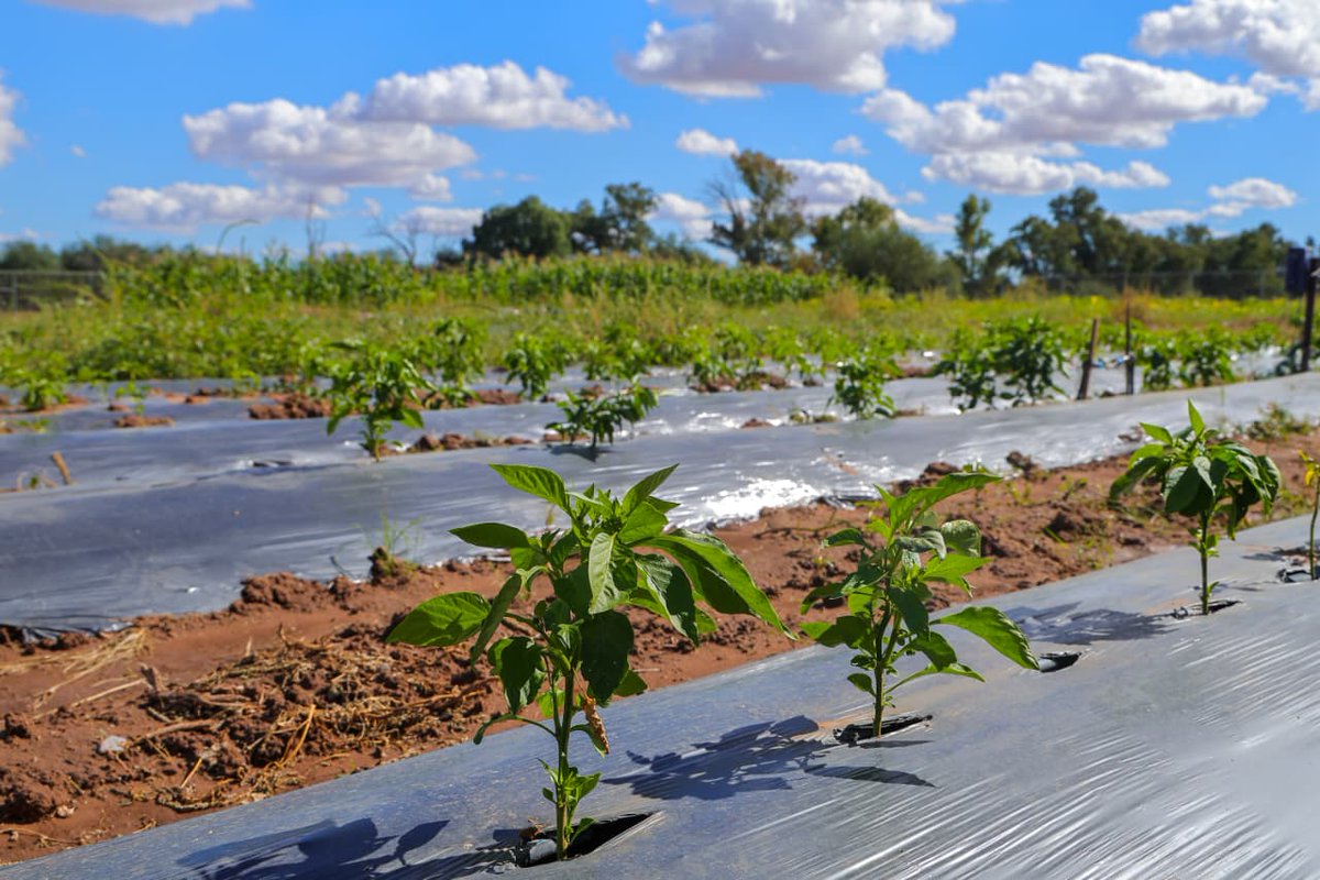 SoyUnison's tweet image. Estudiantes del Departamento de Agricultura y Ganadería de la Universidad de Sonora aplican con éxito los conocimientos adquiridos en el aula de una forma integral al ponerlos en práctica en el campo: unison.mx/nota/?idnoti=3…