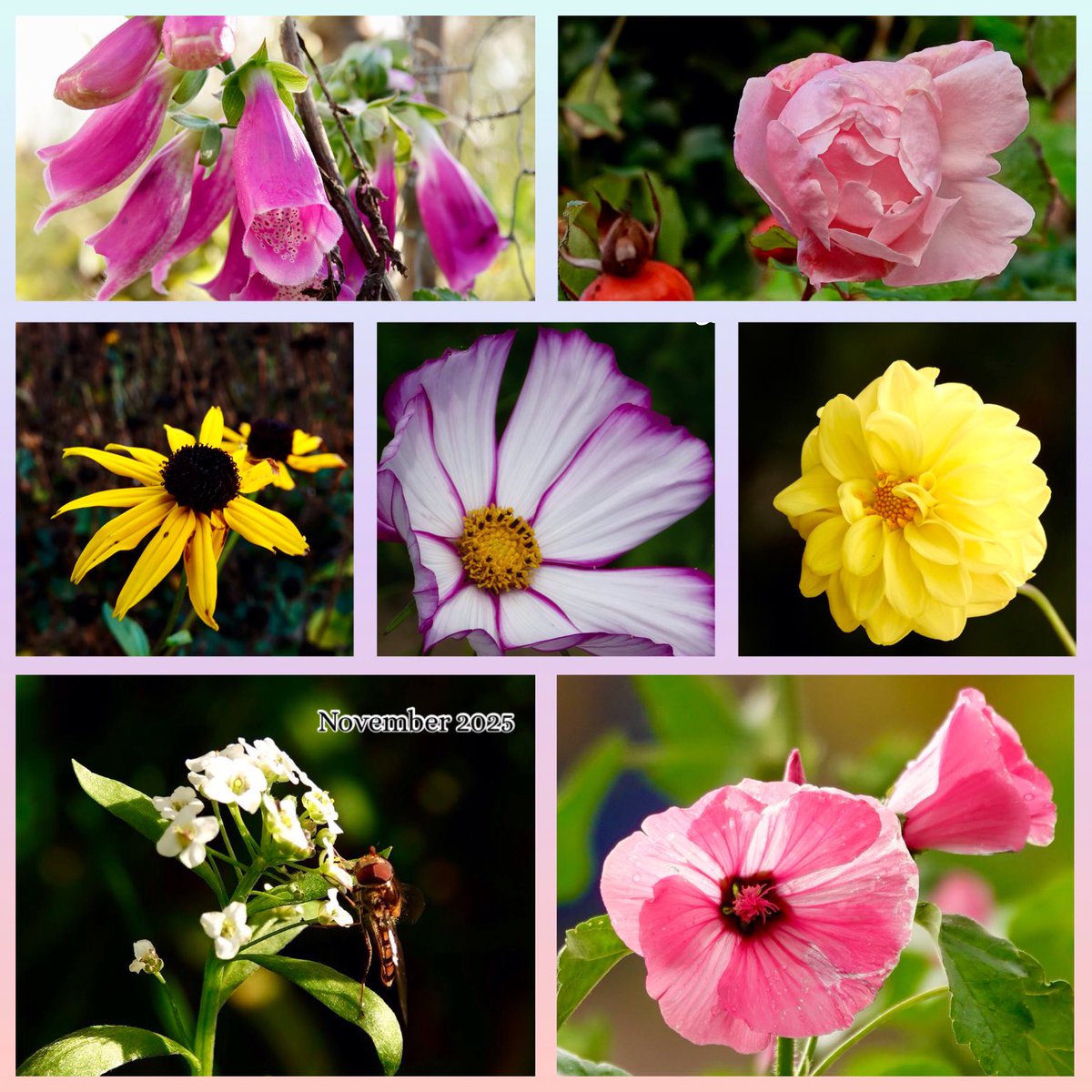 Ter afsluiting van deze dag vol mooie #novemberbloeiers nog wat foto’s die ik eerder deze maand maakte, bedankt voor jullie mooie bloemenfoto’s op deze koude maar zonnige dag, 
ik werd er erg blij van😘
Fijne avond en morgen weer een nieuw thema👋