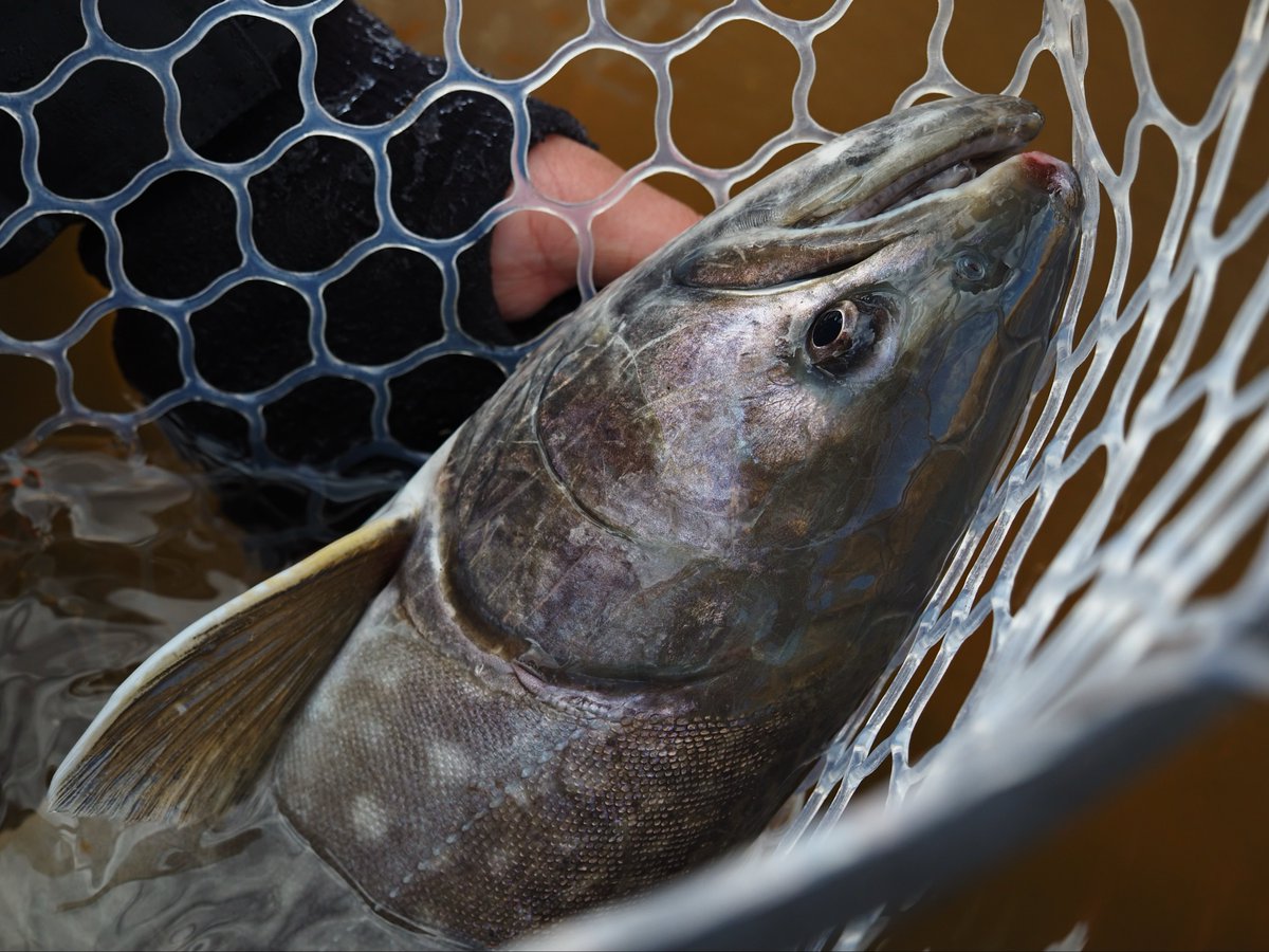 YAMA-MEGANE (@YAMAMEGANE4) / Posts / X