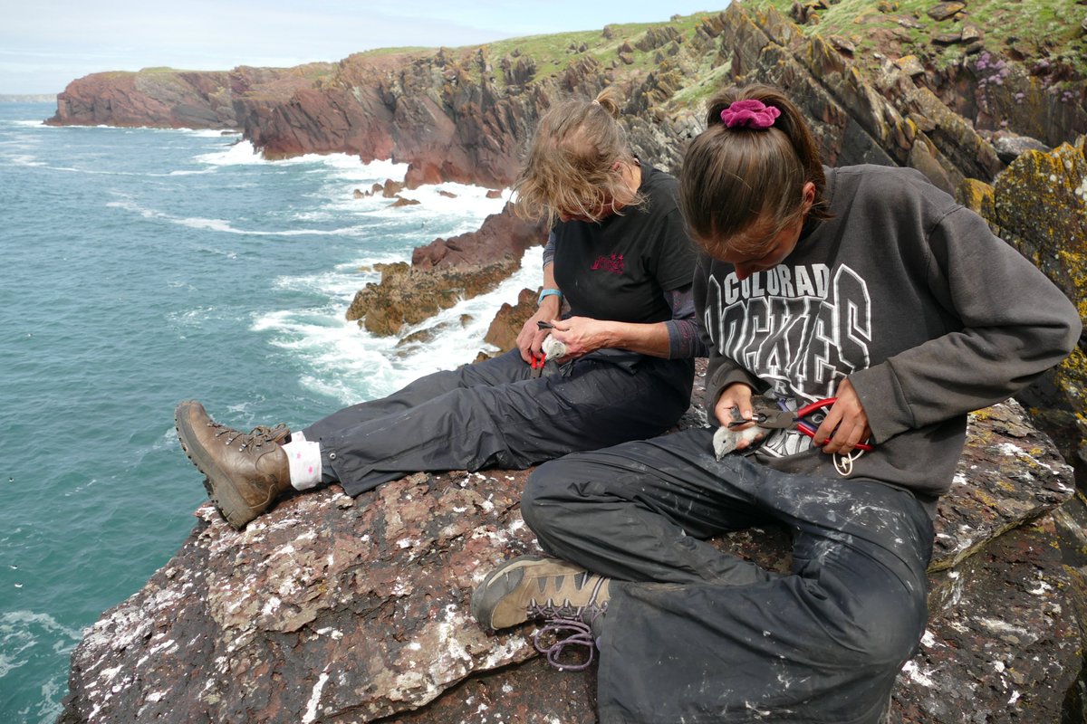 Skokholm Island tweet media