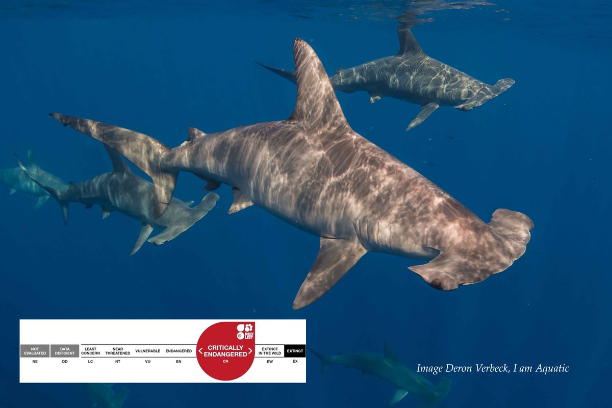 David McGuire, SHARKSTEWARDS tweet media