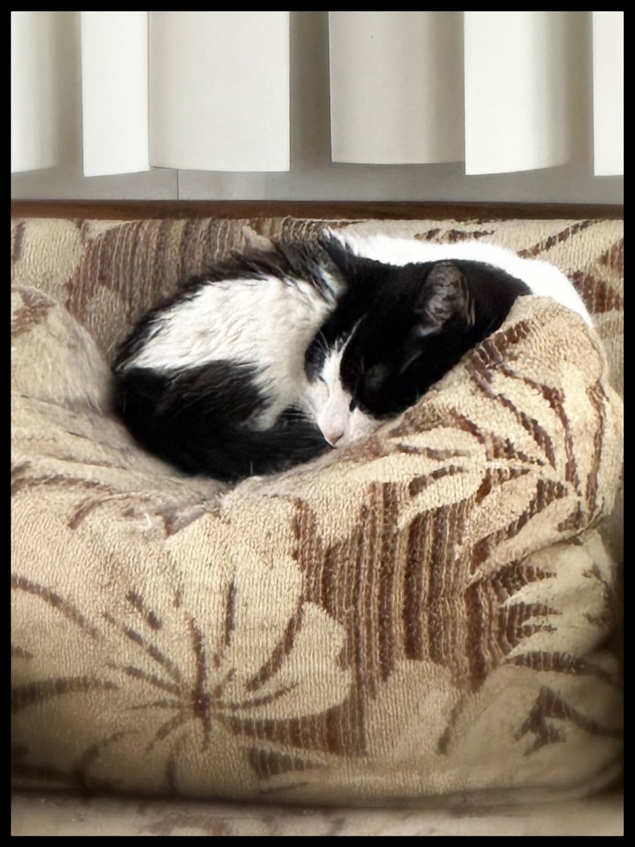 The girls are thrilled to be in the catio today as it reached 50+° outside. Batcat, Smarty Girl, and Mama.