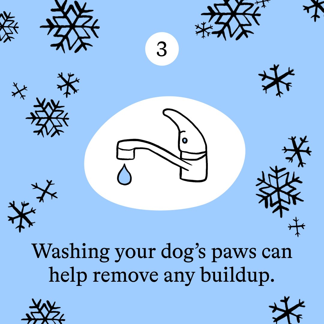 The weather outside is frightful 🥶❄️ Here are 3 cold weather tips for all the dog parents!