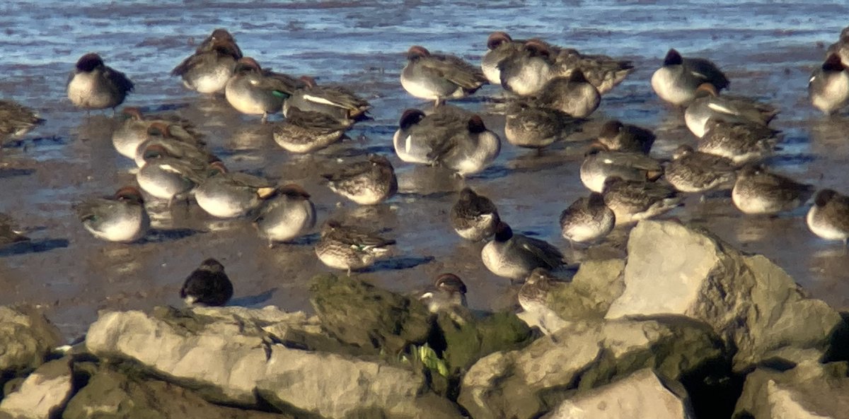 Continued our little purple patch here on the flats today with this fine drake G.W.Teal on Trent falls,found about 20 of these lumped/ soon to be lumped distinctive yanks here on the upper Humber over the years.<a href="/BirdGuides/">BirdGuides</a>  <a href="/RareBirdAlertUK/">RareBirdAlertUK</a>