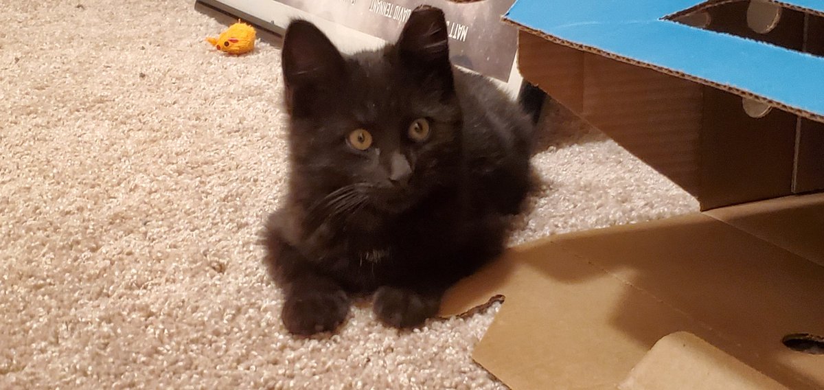 WFDave's tweet image. Introducing mister Saru!

Those big eyes reminded me so much of the character. 
He was nervous as first but quickly melted into a puddle of love. I have no doubt he'll mature into a great house dad. 

@actordougjones