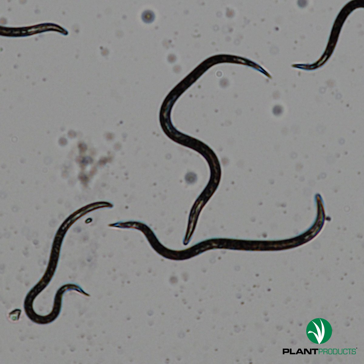 ProductsPlant's tweet image. Hidden heroes beneath your soil! 🪱 Entomopathogenic nematodes (EPNs) fight pests and protect your crops — naturally and sustainably. 🌱 Discover more on our website - bit.ly/3LMhdNO

#nematodes #biocontrol #bios #EPNs #fightpests #IPM #plantproducts