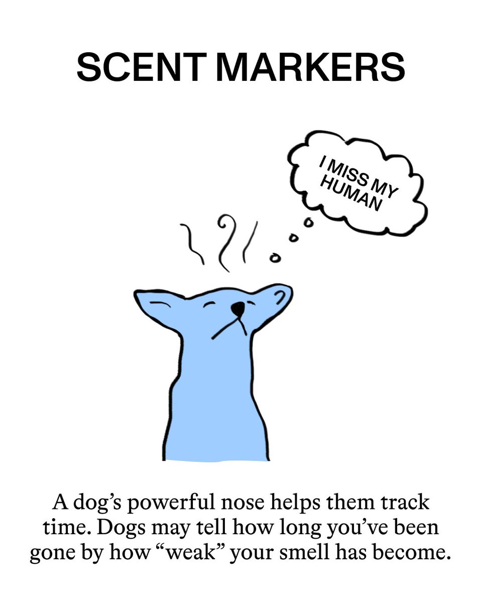 Can dogs tell time? Though they can't read clocks, dogs have impressive ways to sense the passing of time and anticipate what’s coming next ⏰