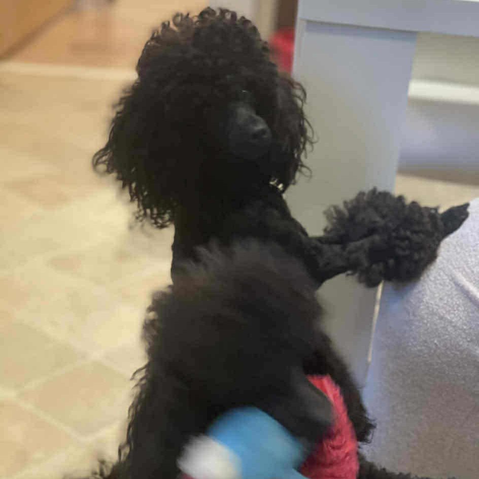 🆘21 NOV 2025 #Lost Ebony #ScanMe
Poodle: Toy Female 
NEW TO AREA. LOCAL HELP NEEDED😢
Ovenden Crescent #Halifax #HX3
#WestYorkshire #Yorkshire
Went missing around 3 pm today got out the garden
doglost.co.uk/dog/200993