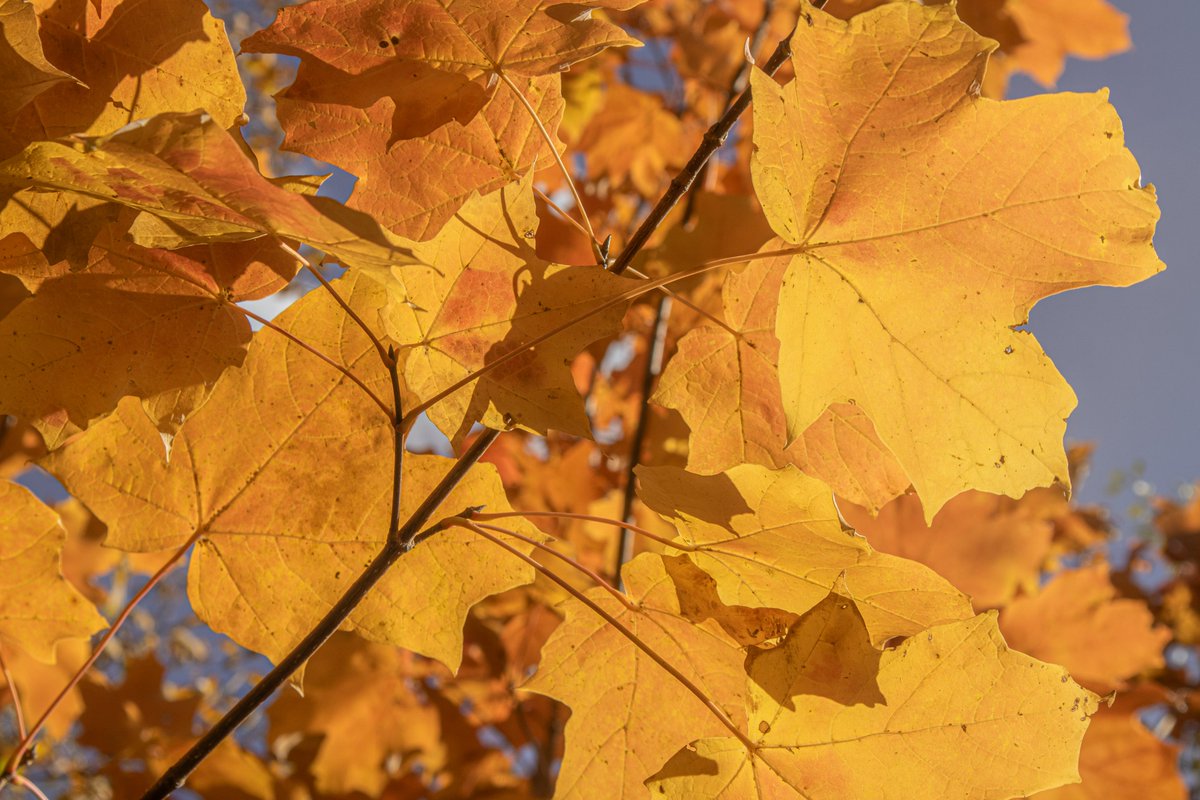 SkokieParks's tweet photo. 🍁 Thanksgiving is almost here! Wondering what’s open over the holiday week in Skokie? Check our hours for all facilities here: https://t.co/NIx8jmjutP https://t.co/o7unvZ4xrq