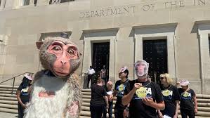 Statement from <a href="/peta/">PETA</a> Senior Vice President <a href="/kathygfrompeta/">Kathy Guillermo</a>  about reports that <a href="/CDCgov/">CDC</a> is ending all primate experiments:

"Champagne corks are popping inside PETA's headquarters today as it celebrates a tremendous victory for animals and for science: the phase out of experiments