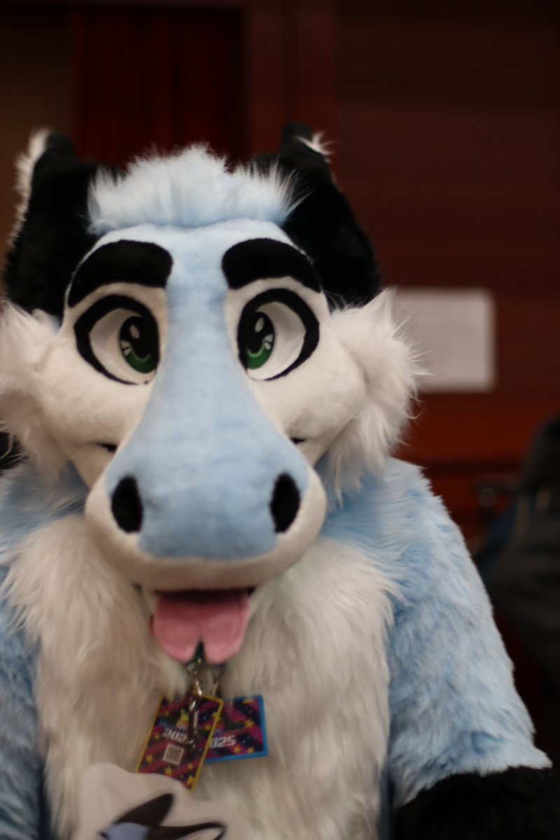 Zuzufur's tweet image. #FursuitFriday #furryfandom #cute #fluffy #fursuit #dutchie #angeldragon #dutchangeldragon I&apos;m a real goofball ❤️