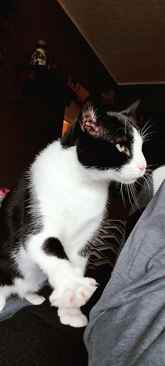 This a-hole comes up and stands on my chair demanding attention everyday when I'm in the middle of a stressful work project. I guess he feels I need a hugs more than ever.