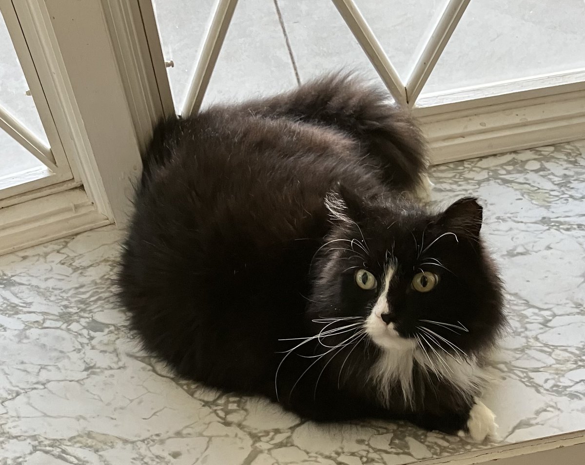 DanaMotzart's tweet photo. Meet Oreo… our sweet Tuxedo Cat!
She’s curious, cuddly, and full of personality — always watching over us with those big, bright eyes. 🖤🤍
#GodsLight❤️ #OreoTheCat #TuxedoCat #PetLove #FurFamily #Blessed #FaithAndFur https://t.co/Y9RGmJUB6k