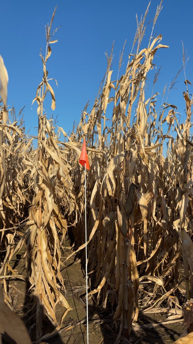 Another busy week of weigh offs! Thankful for this second fall after all that snow 😅
#ontag #corn #ReachFor300🌽