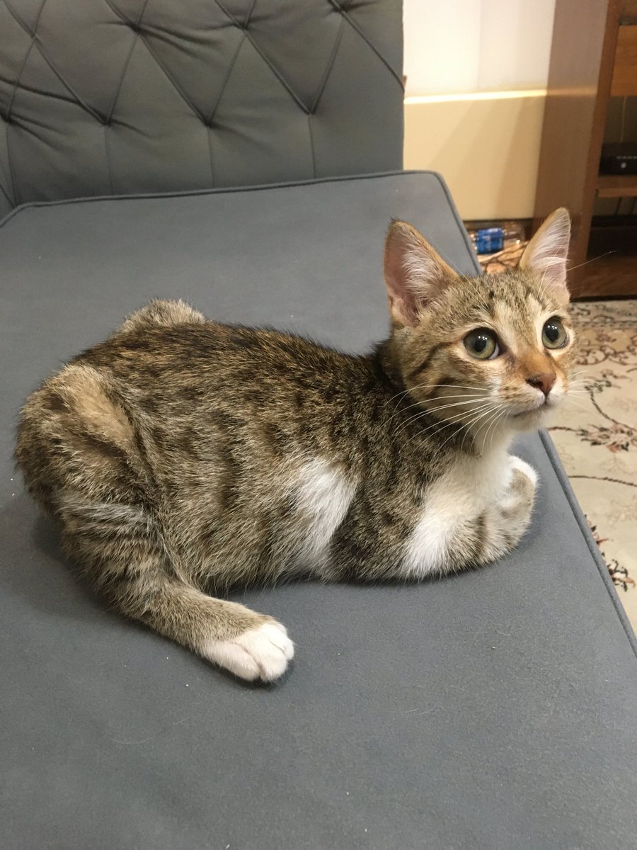 AAscoco's tweet image. دیدم که فلفل طرفدار پیدا کرده
یه عکس جدید گفتم بذارم ازش 🤣